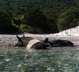 Schweine beim Baden