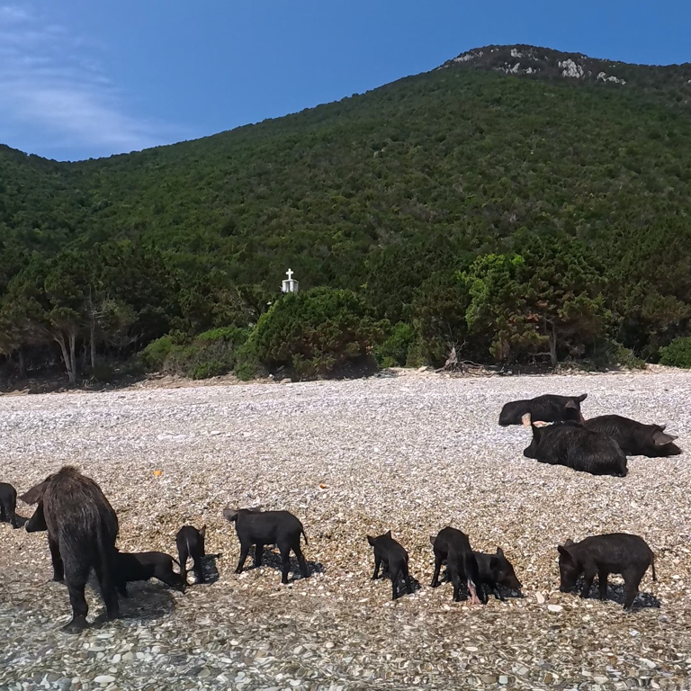 Süße Schweinchen am Strand
